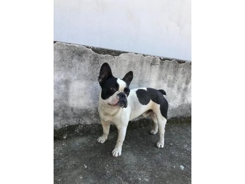 1 yaşında bulldog tüm aşıları mevcuttur