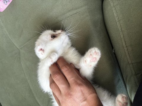 2,5. aylık scottish fold