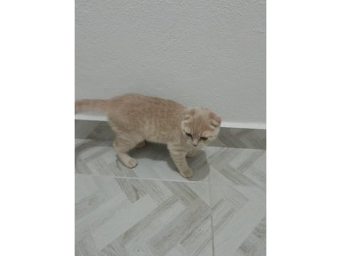 Üç aylık british shorthair
