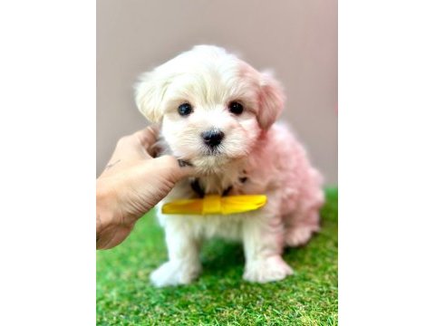 Safkan maltese terrier