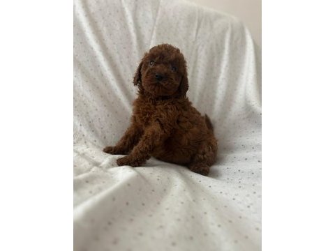 Red brown toy poodle erkek dişi