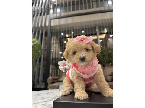 Maltipoo bebeğim sila