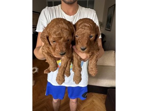 Red brown toy poodle yavrular