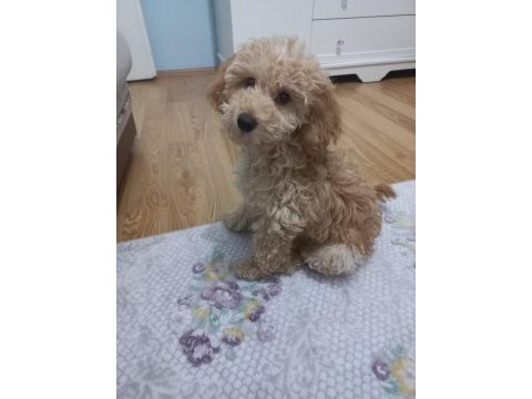 Yakışıklı poodle köpeğimiz kuki