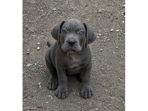 Erkek cane corso yavrular