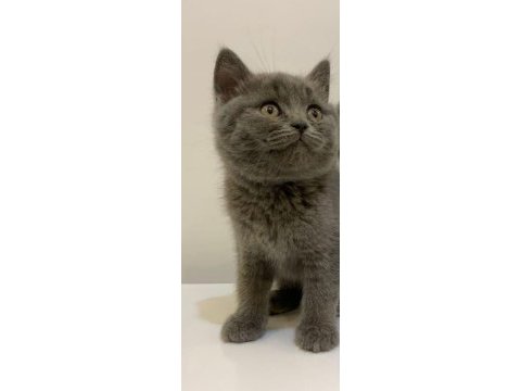British shorthair kedi yavrusu