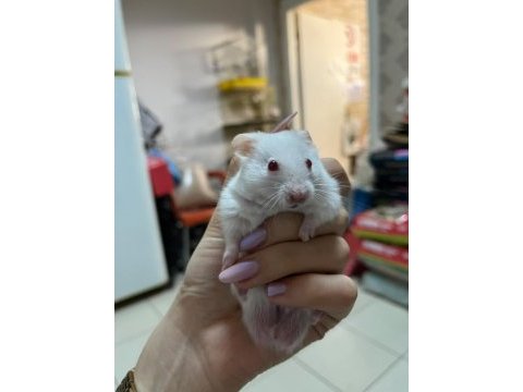 Hamsterlarımız yeni evlerine gitmeye hazır