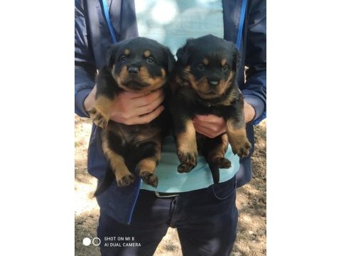 Rottweiler yavrular
