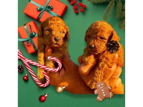 Süper toy toy poodle minik kahramanlar,ruhsatlı çiftlik