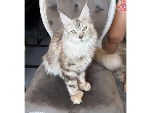 Maine coon xxxl polydactyl dişi sılver 66/66