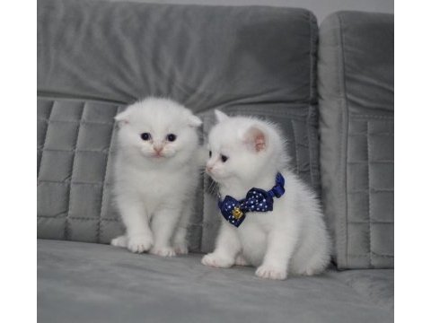 Show class ayı surat scottish fold yavru