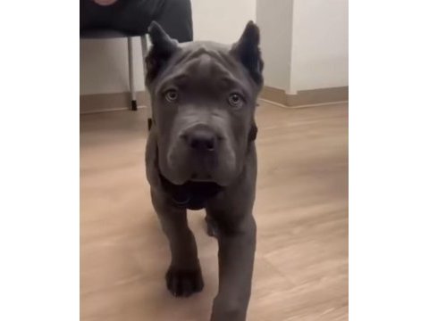 Hırslı cane corso yavrular