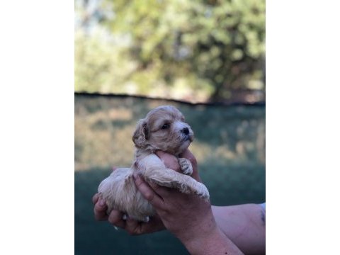 Ev ortamında sağlık ve ırk garantli maltipoo bebekler