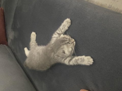 Scottish fold yavrumuz yeni yuvasını arıyor