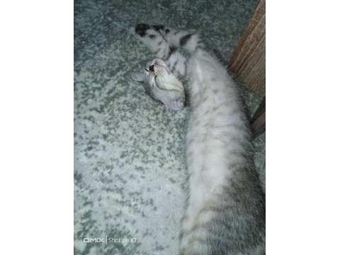 British shorthair 2 aylık antalya