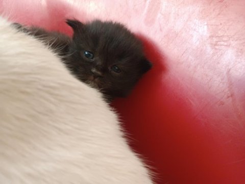 British longhair ve shorthair yavru kediler