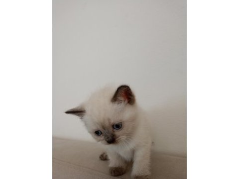 British shorthair minikolarım