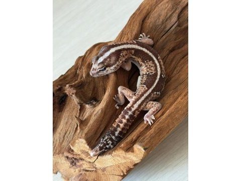 Aft gecko