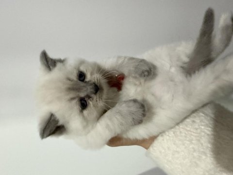 British shorthair kırması yavrular (farklı renk)