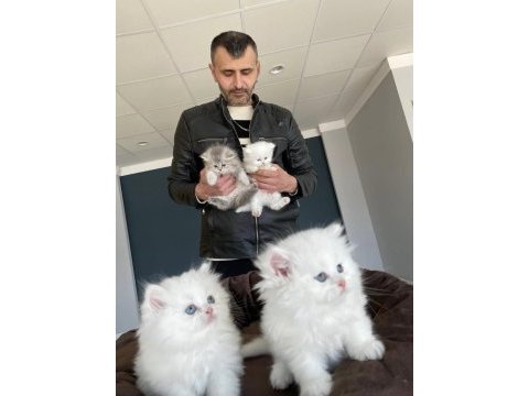 Mükemmel kalite chınchılla yavrularımız gelmiştir ank