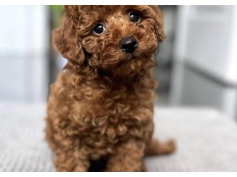 Toy poodle yavru