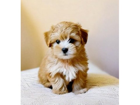 Aşılı teslime hazır maltipoo yavrular