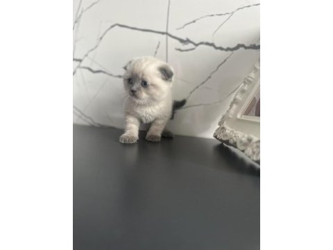İstanbul beylikdüzü 2 aylık scottish fold yavrularımız
