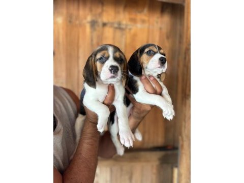 Muhteşem beagle bebişler