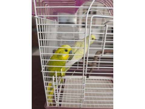 1 yaşlarında çift muhabbet kuşları