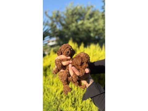 Orjinal ırk ve sağlık garantili toy poodle bebeklerimiz