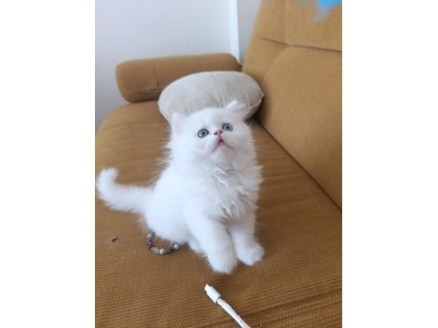 Eşsiz göz rengine sahip british longhair yavrum