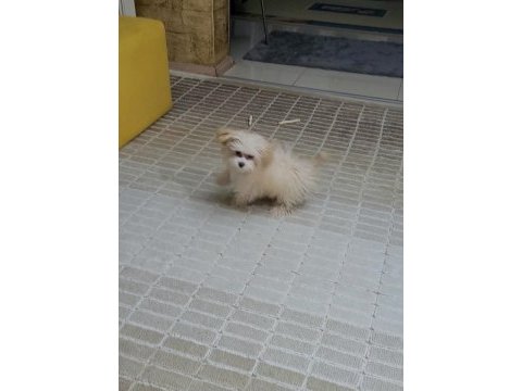 Mükemmel maltipoo