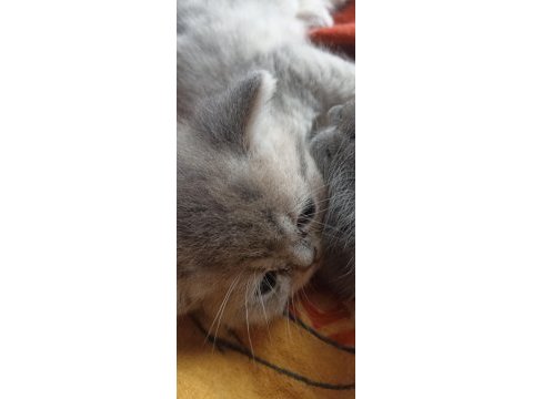 2 aylık 4 tane yavru kedimiz sahiplendirilecektir