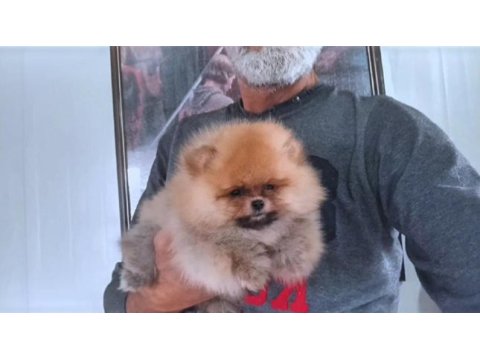 Orijinal pomeranian boo köpeği
