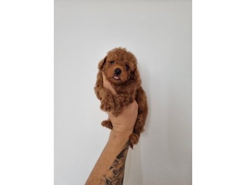 Red brown erkek lekesiz toy poodle garantili