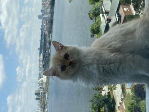 Chinchilla kedisi 3 aylık