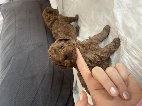 A kalite toy poodle bebeklerim