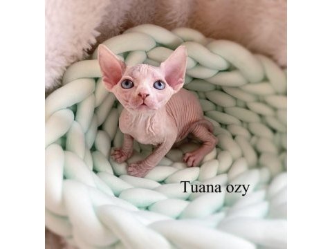 Top quality sphynx (pedigreed)