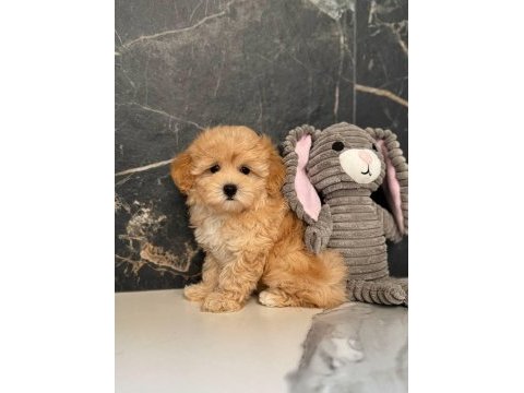 Kore maltipoo yavrular