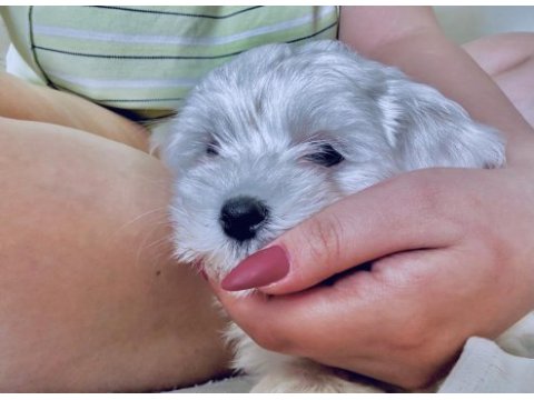 Acilen terrier köpeğime yuva