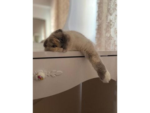 Scottish fold güzel kızım