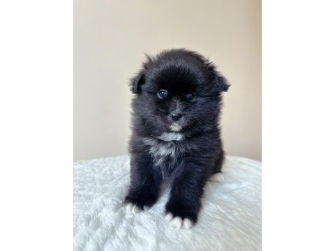 Pomeranian nadir renklerde oyuncu kardeşler