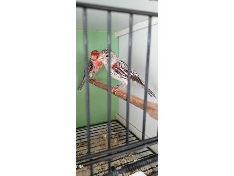 Yarışma vasfı takım agat kanarya
