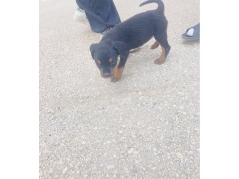 Rottweiler