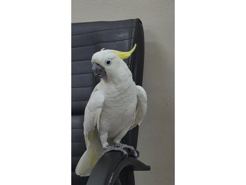 Evcil kakadu papağanı