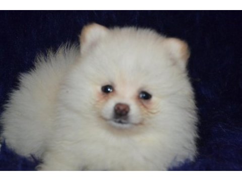 Pomeranian boo kızımız