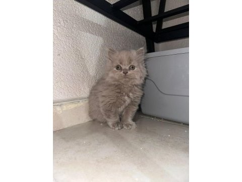 Yavru british longhair