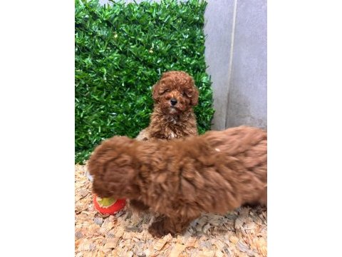 Burkemden a kan toy poodle yavrularımız