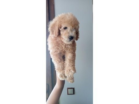 Yavru toy poodle