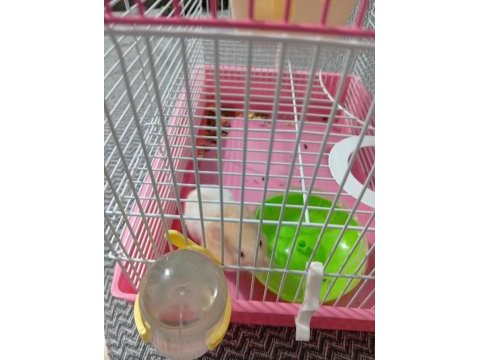 Acil satılık yavru hamster